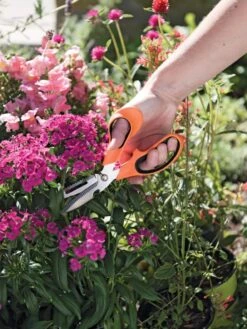 Gardener's Multi Purpose Scissors 8 Gardener's Multi Purpose Scissors -Garden Supplies Shop 8608655 19551 tif