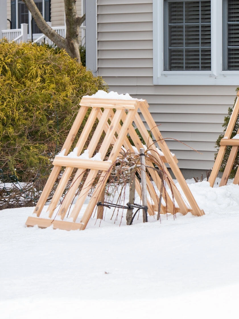 Cedar Shrub Guard 5 Cedar Shrub Guard - Image 3