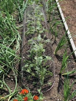 Chicken Wire Row Cloche Expandable Extra Large 3N1 -Garden Supplies Shop 8609412 5903 tif