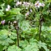 Arden Single Stem Supports, Set Of 2 2 Arden Single Stem Supports, Set Of 2 -Garden Supplies Shop 8609887 8022 tif