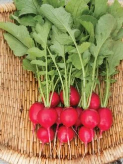 Family Garden Organic Seed Collection, Set Of 7 14 Family Garden Organic Seed Collection, Set Of 7 -Garden Supplies Shop 8610262 Cherry Belle Radish 06V tif