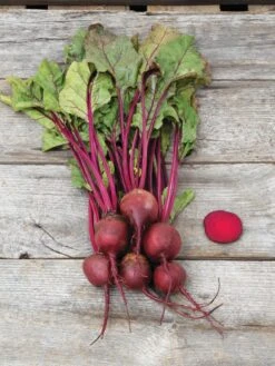 Family Garden Organic Seed Collection, Set Of 7 15 Family Garden Organic Seed Collection, Set Of 7 -Garden Supplies Shop 8610262 Detroit Dark Red Beet 03V tif