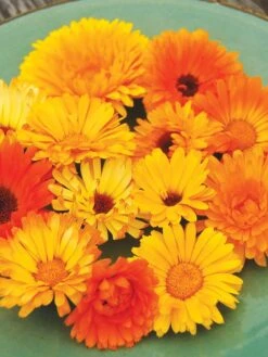 Family Garden Organic Seed Collection, Set Of 7 13 Family Garden Organic Seed Collection, Set Of 7 -Garden Supplies Shop 8610262 Pacific Beauty Calendula 07V tif