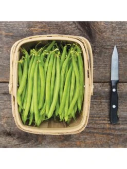 Antigua Bush Bean Organic Seeds 7 Antigua Bush Bean Organic Seeds -Garden Supplies Shop 8610262 antigua bean 8 15 18 05v