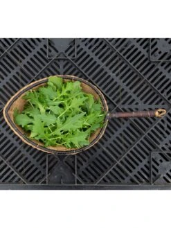 Silk Road Garden Organic Seed Collection, Set Of 6 9 Silk Road Garden Organic Seed Collection, Set Of 6 -Garden Supplies Shop 8610264 mizuna babyleaf 01v