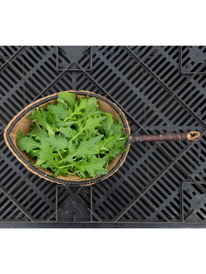 Silk Road Garden Organic Seed Collection, Set Of 6 5 Silk Road Garden Organic Seed Collection, Set Of 6 - Image 3