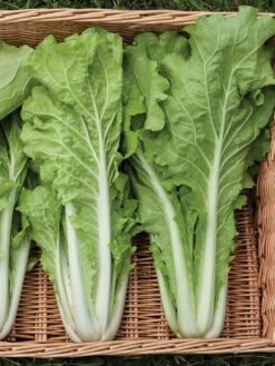 Silk Road Garden Organic Seed Collection, Set Of 6 10 Silk Road Garden Organic Seed Collection, Set Of 6 -Garden Supplies Shop 8610264 tokyo bekana 02v