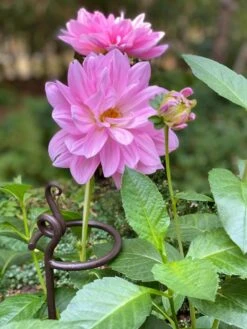 Arden Single Stem Supports, Set Of 2 -Garden Supplies Shop 8610375 5703 tif