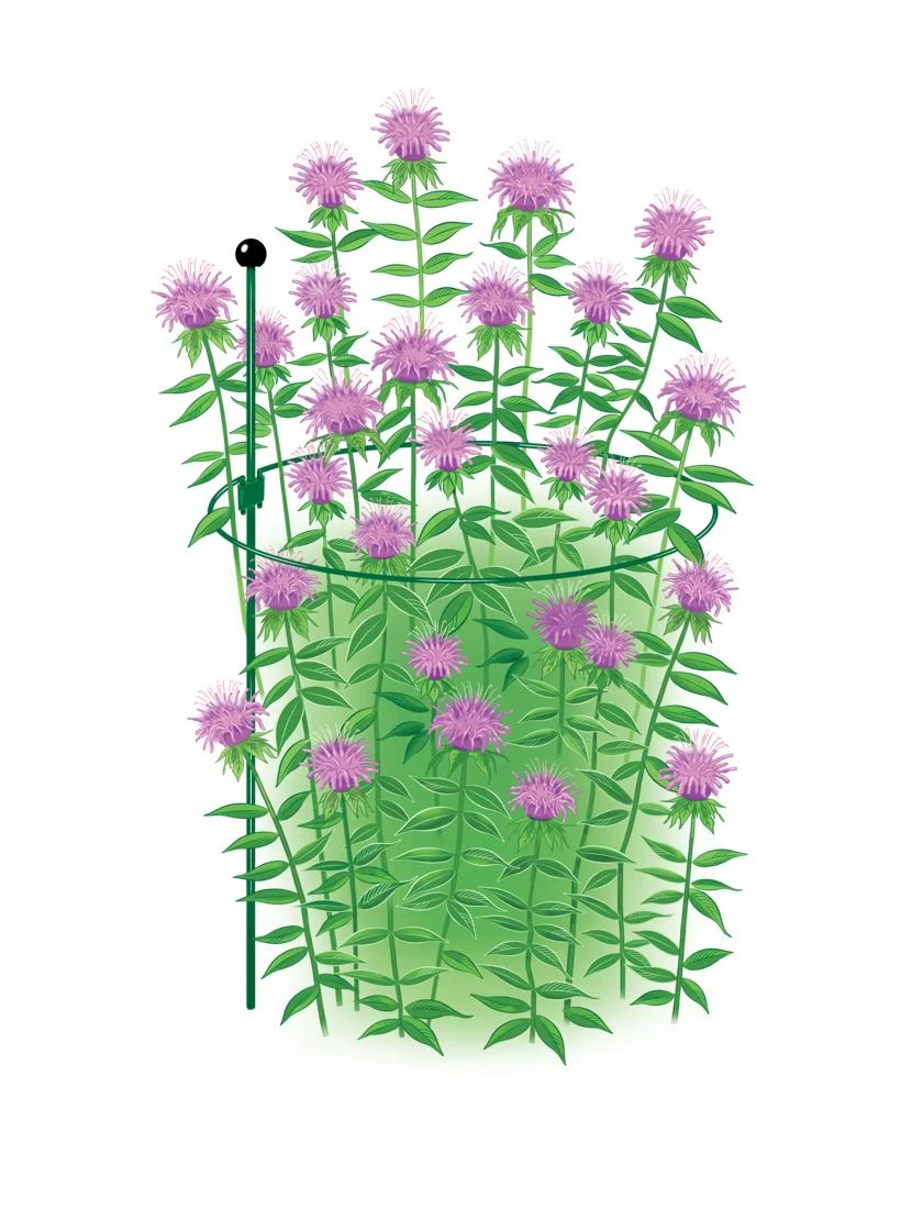 Peacock Classic Plant Support Rings 15", Set Of 2 4 Peacock Classic Plant Support Rings 15", Set Of 2 - Image 2