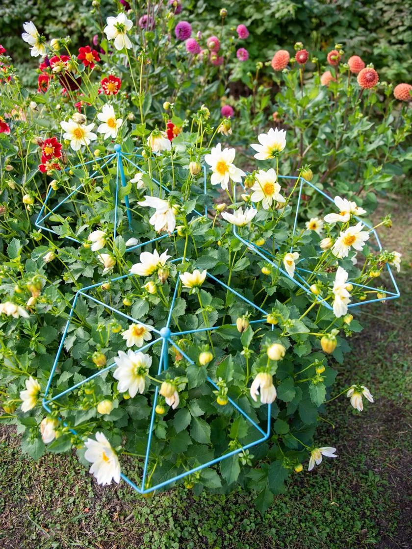 Parasol Plant Supports, Set Of 3 4 Parasol Plant Supports, Set Of 3 - Image 2