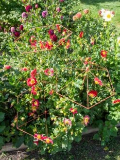 Parasol Plant Supports, Set Of 3 13 Parasol Plant Supports, Set Of 3 -Garden Supplies Shop 8611129 050 tif