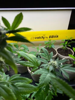 Catchy Natural Greenhouse Pest Protection Sticky Roll, 30’ -Garden Supplies Shop 8611979 8004