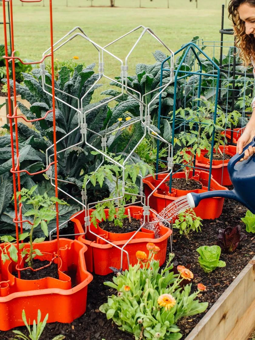 Deluxe Tomato Halos, Set Of 2 4 Deluxe Tomato Halos, Set Of 2 - Image 2