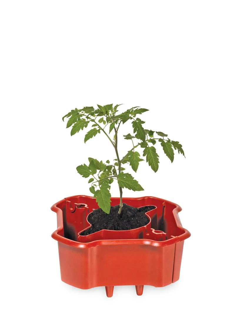 Deluxe Tomato Halos, Set Of 2 3 Deluxe Tomato Halos, Set Of 2