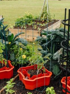 Deluxe Tomato Halos, Set Of 2 17 Deluxe Tomato Halos, Set Of 2 -Garden Supplies Shop 8612045 226 tif