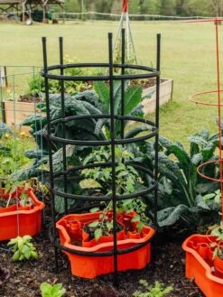 Deluxe Tomato Halos, Set Of 2 16 Deluxe Tomato Halos, Set Of 2 -Garden Supplies Shop 8612045 228 tif