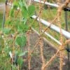 Coco Trellis Netting, 4' X 15' 1 Coco Trellis Netting, 4' X 15' -Garden Supplies Shop 8612050 1124 tif
