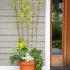 Flock Of Friends Pot Trellis 1 Flock Of Friends Pot Trellis -Garden Supplies Shop 8612635 0081 flock of friends pot trellis