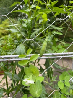 Chicken Wire Pea Trellis 18 Chicken Wire Pea Trellis -Garden Supplies Shop 8612718 7307