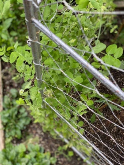 Chicken Wire Pea Trellis 17 Chicken Wire Pea Trellis -Garden Supplies Shop 8612718 7312
