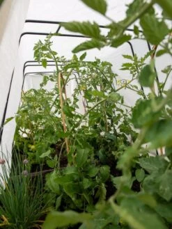 Cotton All Purpose Garden Cover 10 Cotton All Purpose Garden Cover -Garden Supplies Shop 8612815 0039 tif