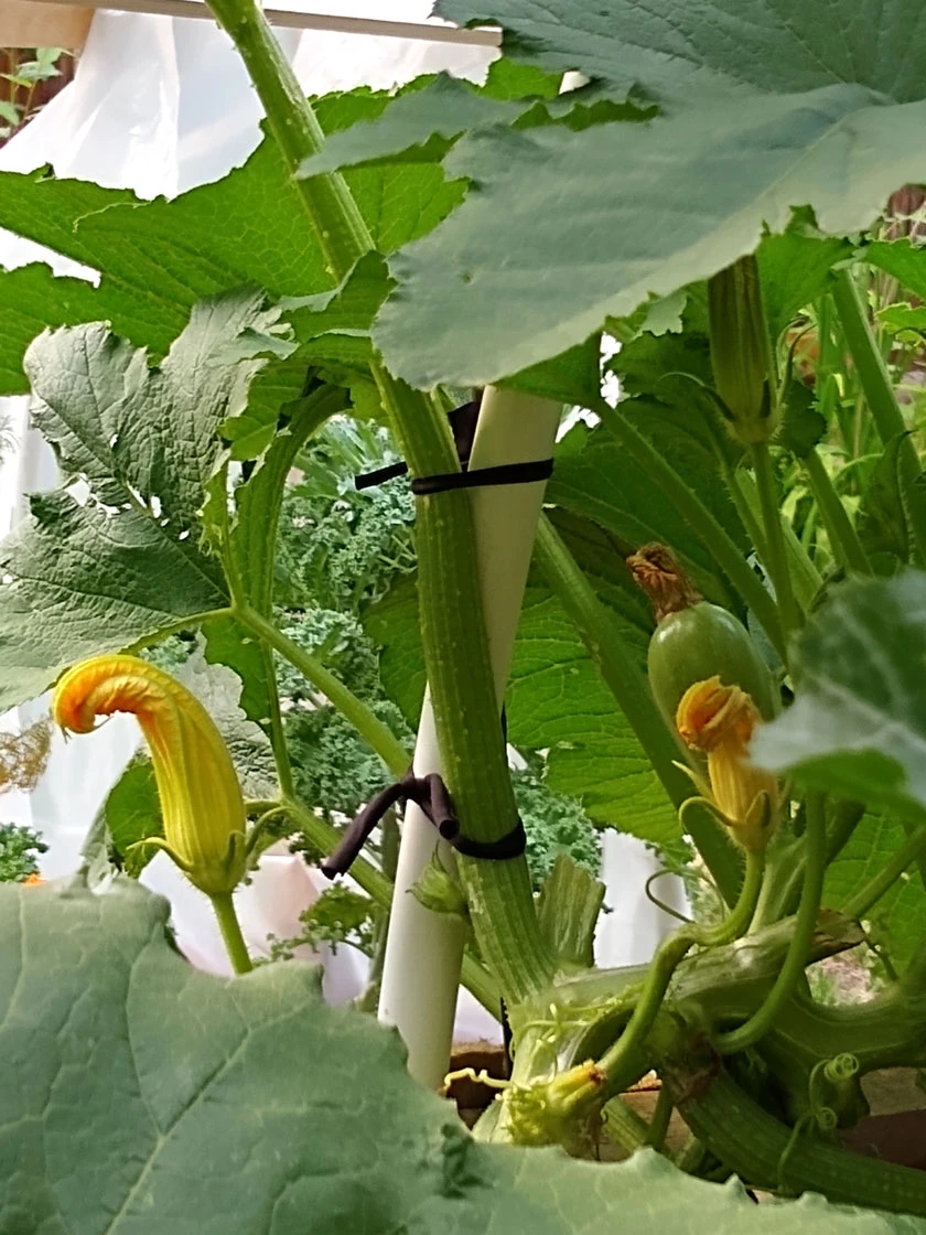 Farmyarn® Multipurpose Garden Tie, 2 Pack 10 Farmyarn® Multipurpose Garden Tie, 2 Pack - Image 8