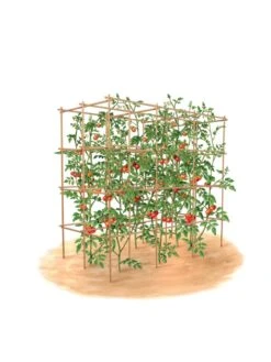 Tomato Six Pack Support -Garden Supplies Shop 8613143 art flat