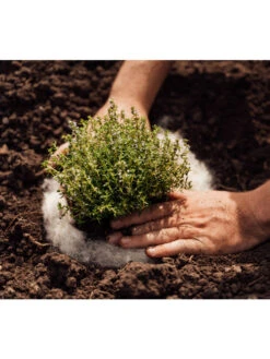 Hortiwool ®, 5 Pad Pack -Garden Supplies Shop 8613263 06v