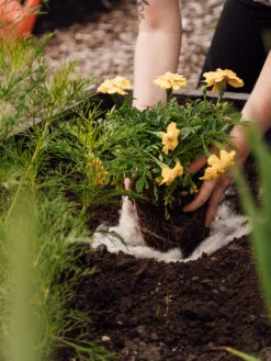 Hortiwool ®, 5 Pad Pack -Garden Supplies Shop 8613263 12v