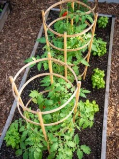 Bamboo Tomato Cages, Set Of 3 13 Bamboo Tomato Cages, Set Of 3 -Garden Supplies Shop 8613426 6916