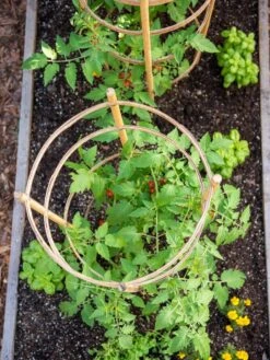 Bamboo Tomato Cages, Set Of 3 14 Bamboo Tomato Cages, Set Of 3 -Garden Supplies Shop 8613426 6921