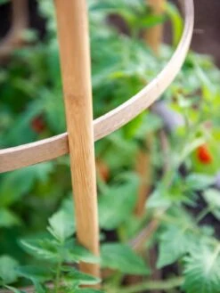 Bamboo Tomato Cages, Set Of 3 16 Bamboo Tomato Cages, Set Of 3 -Garden Supplies Shop 8613426 6924