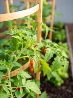 Bamboo Tomato Cages, Set Of 3 15 Bamboo Tomato Cages, Set Of 3 -Garden Supplies Shop 8613426 6934