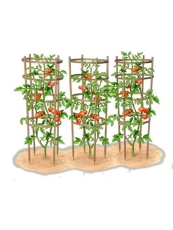 Bamboo Tomato Cages, Set Of 3 18 Bamboo Tomato Cages, Set Of 3 -Garden Supplies Shop 8613426 art