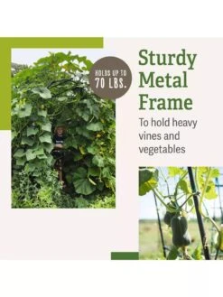 Titan Squash Tunnel 13 Titan Squash Tunnel -Garden Supplies Shop B07932DMCR plantsupport benefits 2