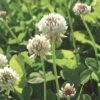White Clover Seed, 1/2 Lb. -Garden Supplies Shop GS35957 01K