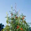 Rainbow Spiral Supports, Set Of 5 -Garden Supplies Shop GS36377 01 tif
