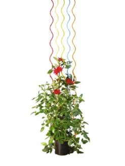 Rainbow Spiral Supports, Set Of 5 -Garden Supplies Shop GS36377 03S tif